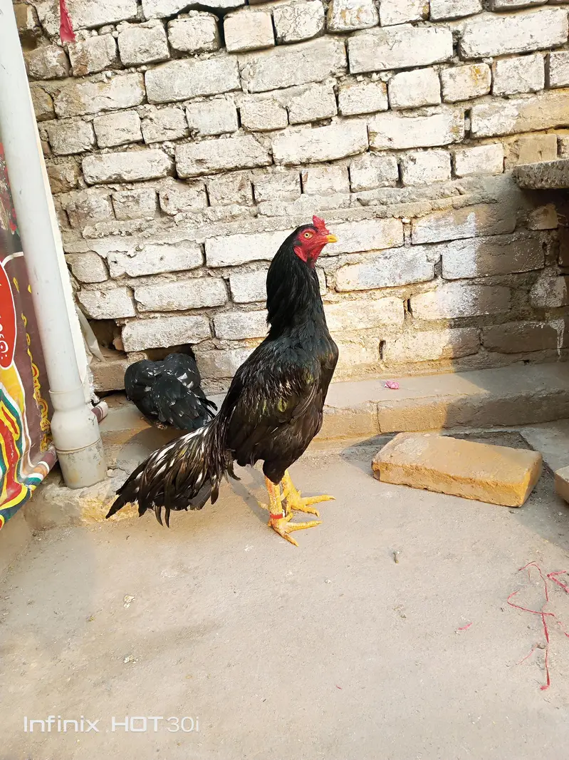 lasani. aseel. patha — photo 7