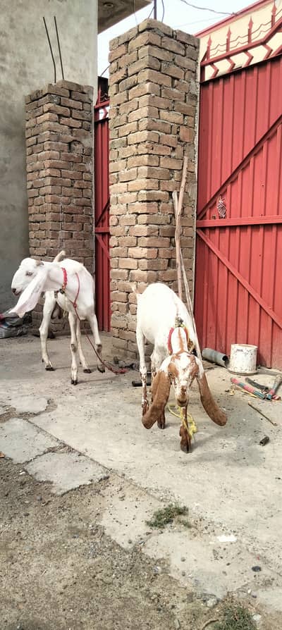 pure makhi cheeni path our Rajan puri bakra available