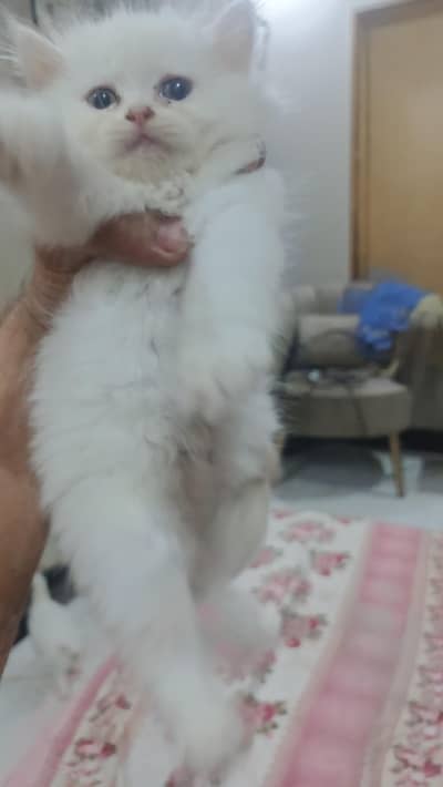 Persian kittens|triple coated|punch face|white cat 