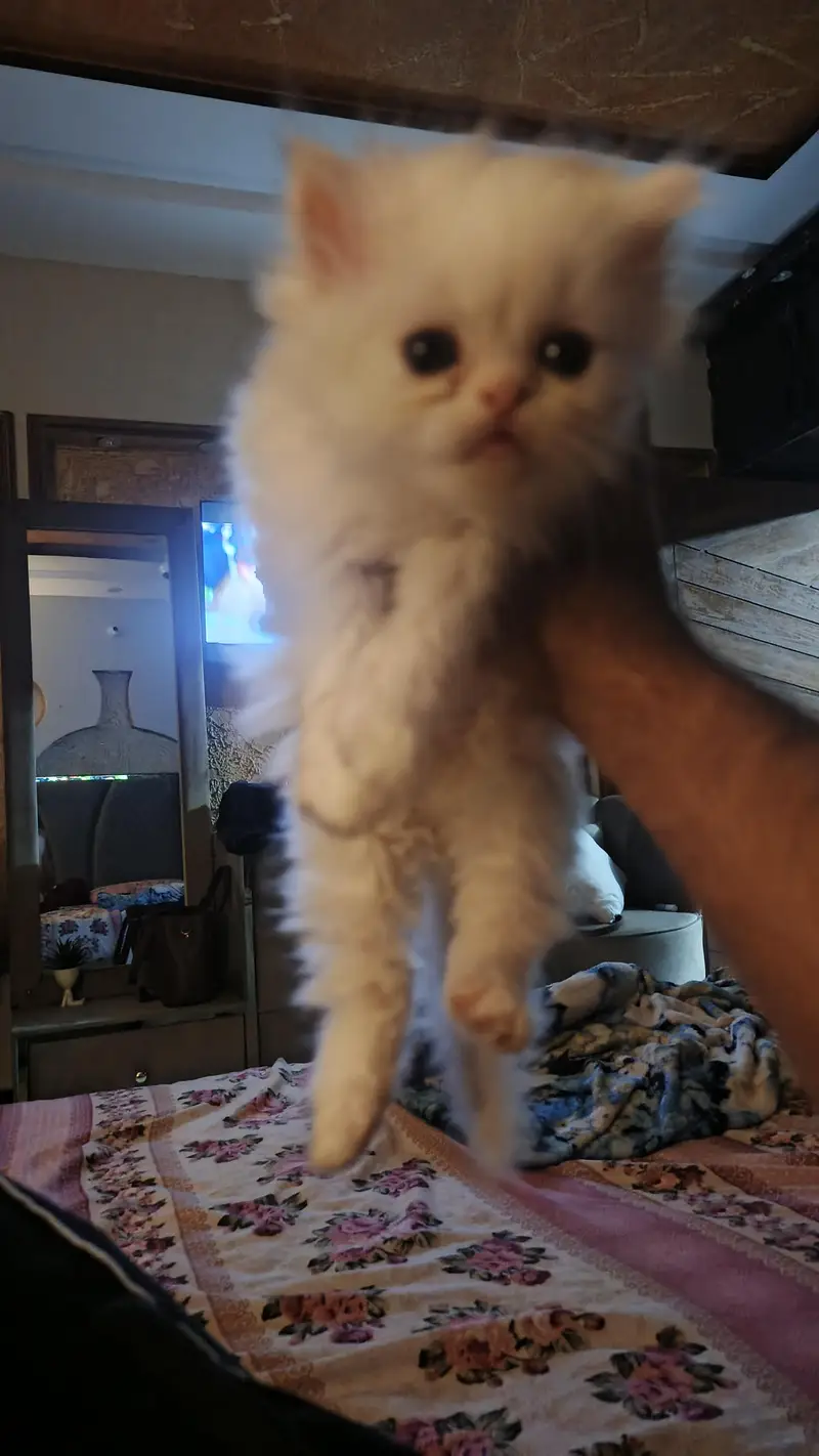 Persian kittens|triple coated|punch face|white cat  — photo 2