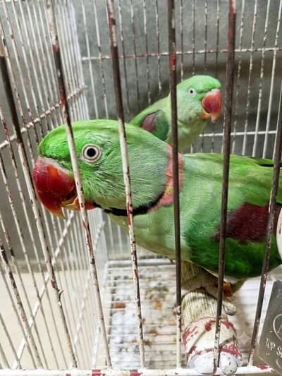 Urgent Sale: Extremely Friendly & Active Raw Parrot Couple (Talking)