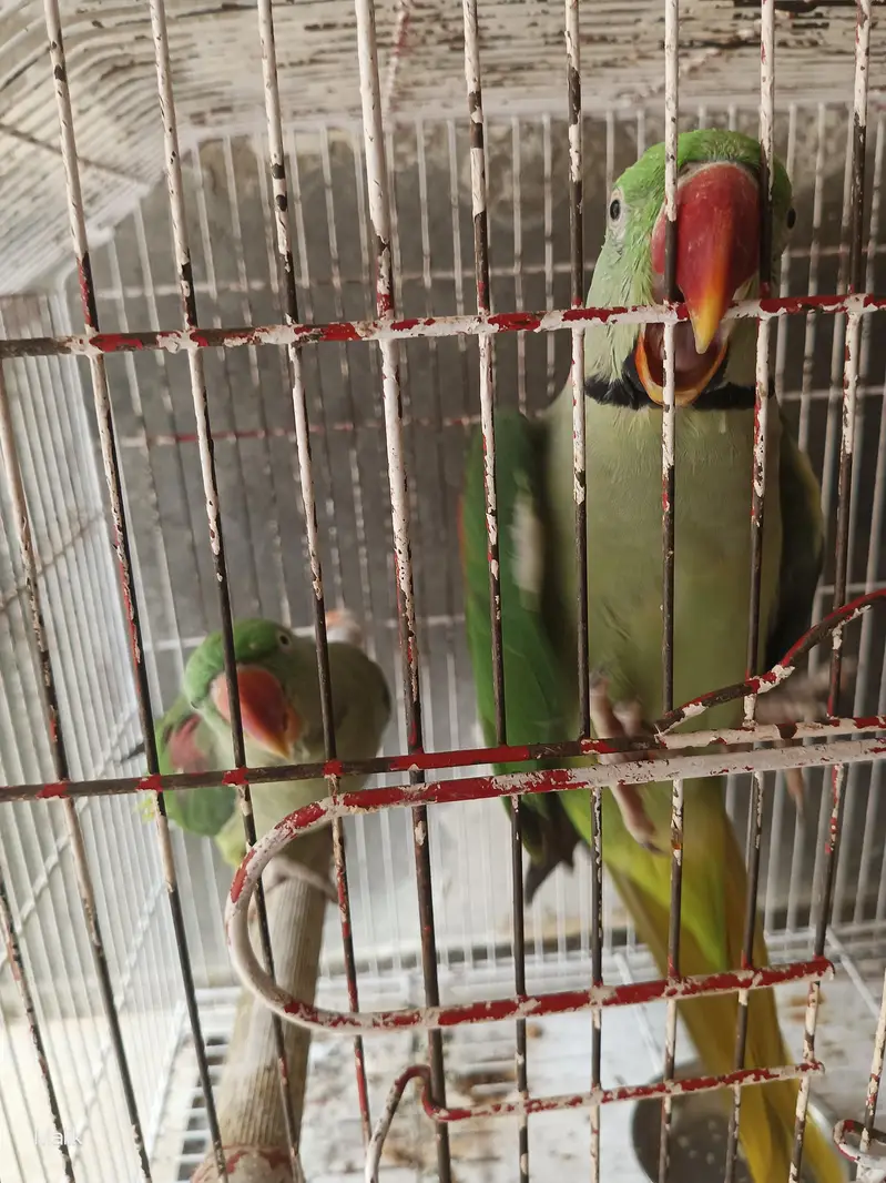 Urgent Sale: Extremely Friendly & Active Raw Parrot Couple (Talking) — photo 2