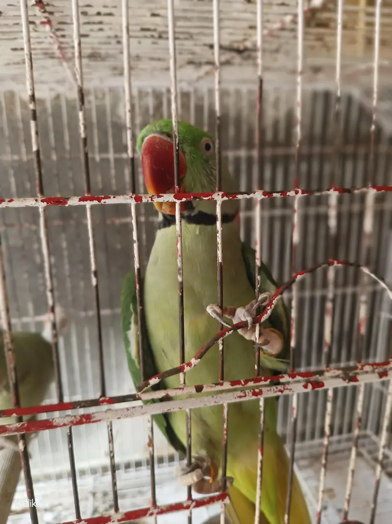 Urgent Sale: Extremely Friendly & Active Raw Parrot Couple (Talking) — photo 3