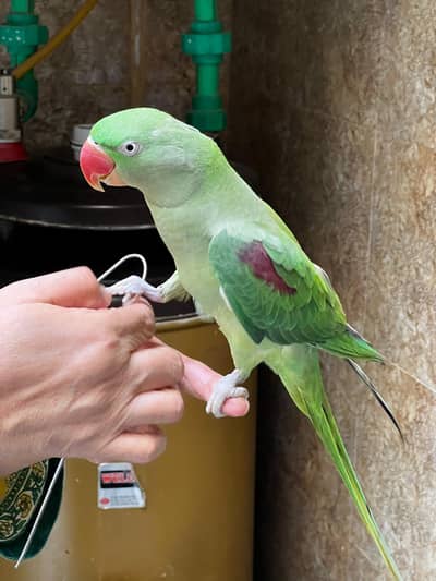 Talking Raw Parrots Breeder Pair
