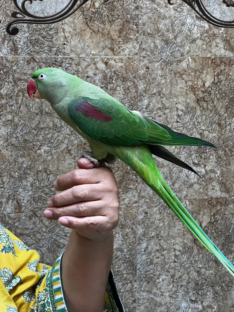Talking Raw Parrots Breeder Pair — photo 2