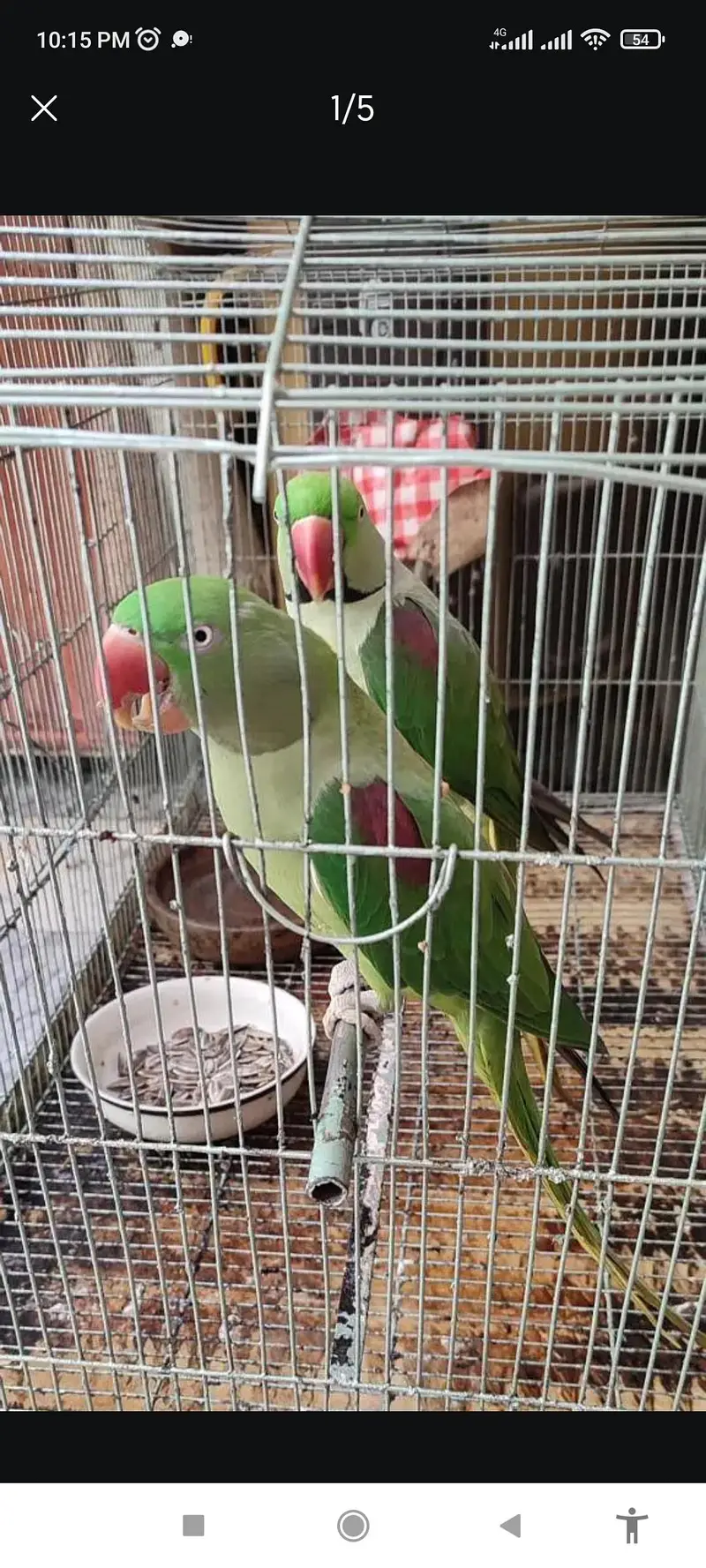 Talking Raw Parrots Breeder Pair — photo 3