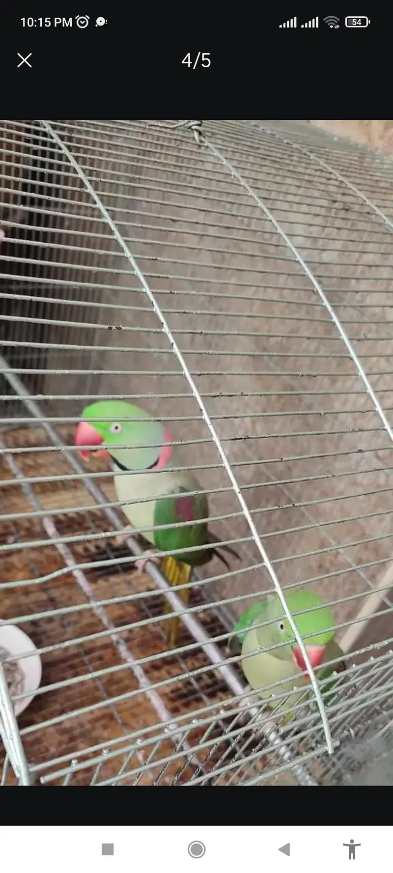 Talking Raw Parrots Breeder Pair — photo 4
