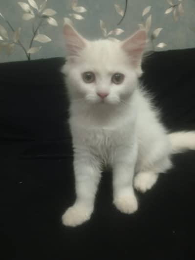 Persian kittens