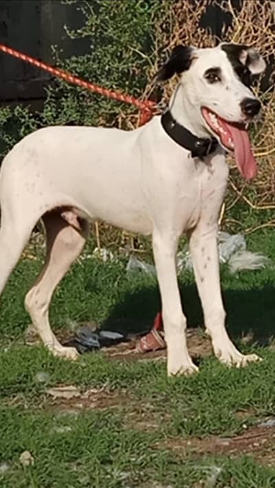 guilter 3months rocky dog