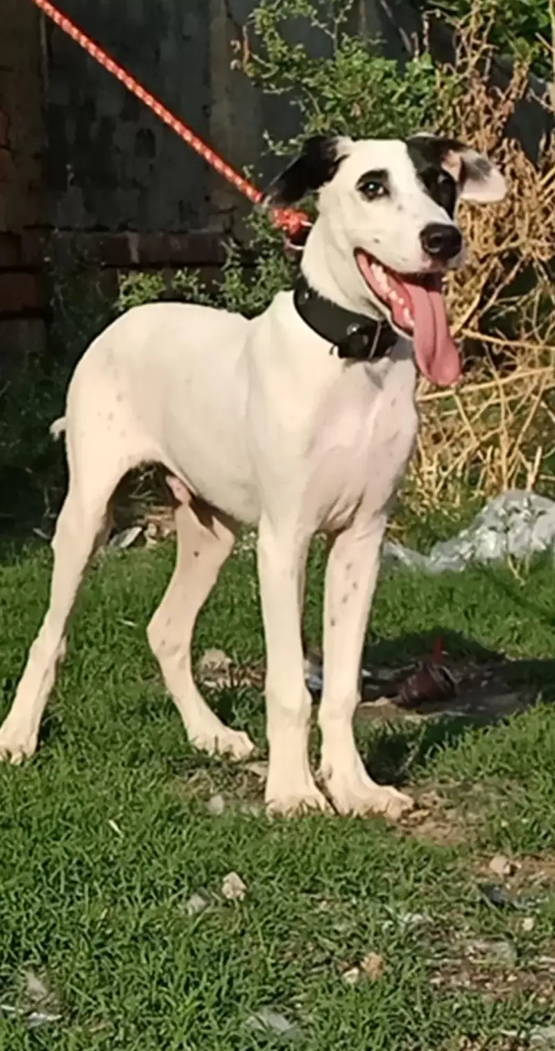 guilter 3months rocky dog — photo 2