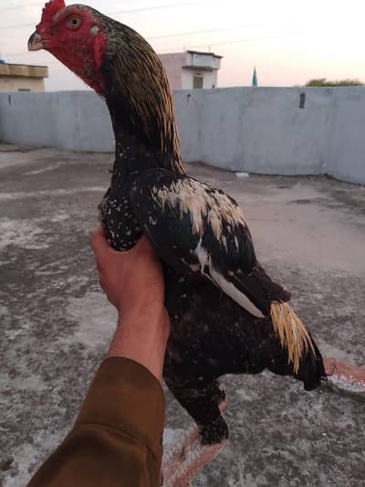 Pakistani frant footer