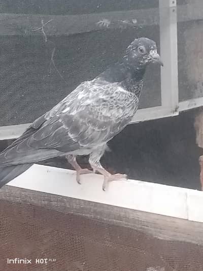 parrots for sale