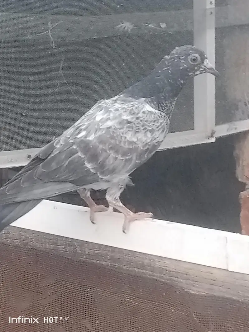 parrots for sale — photo 2
