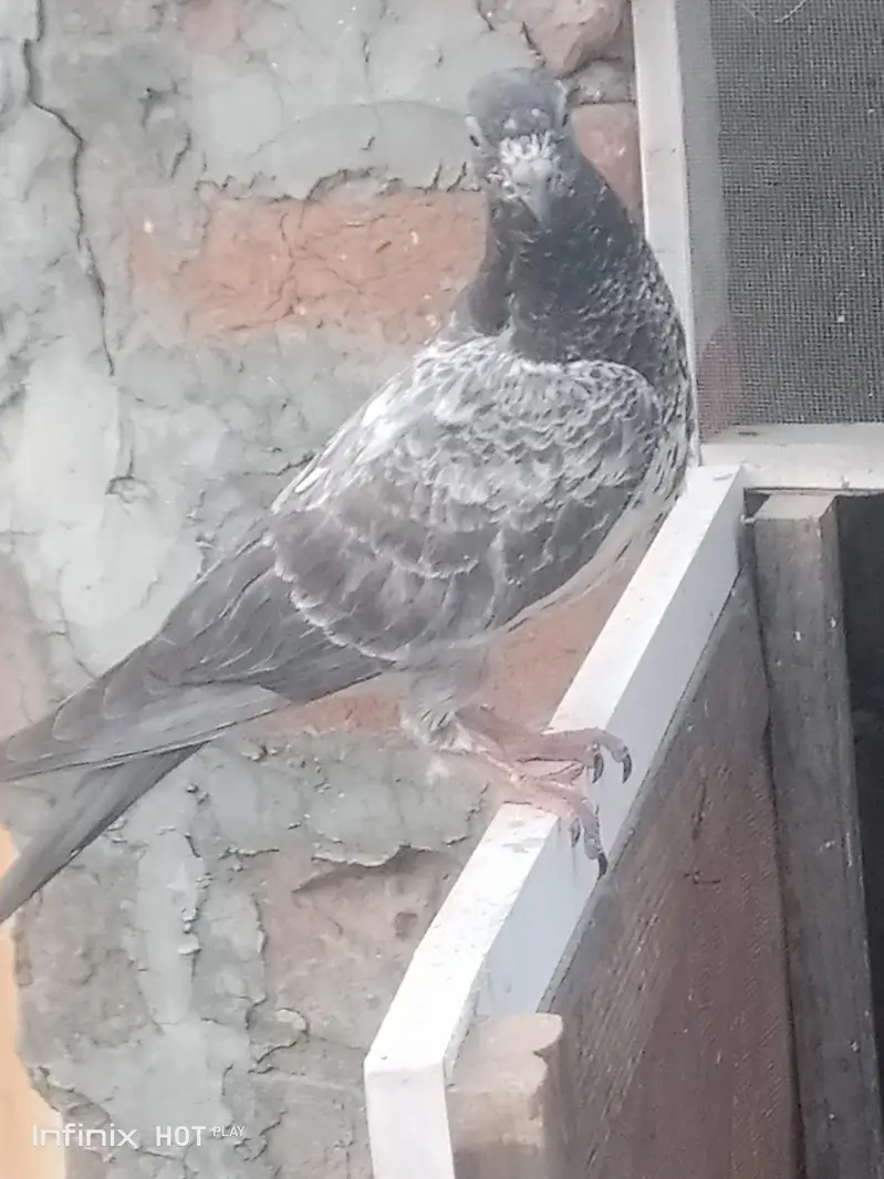 parrots for sale — photo 5