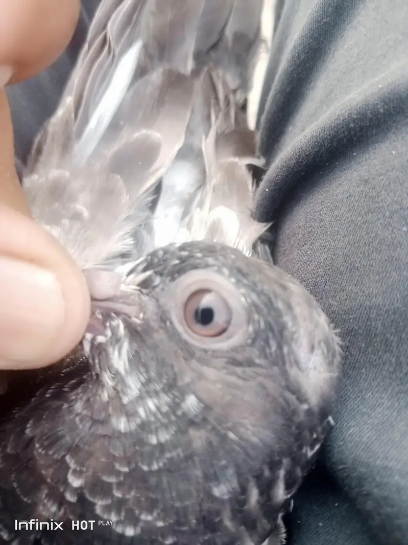 parrots for sale — photo 8