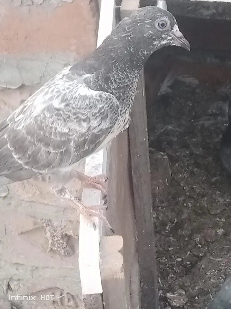 parrots for sale — photo 9