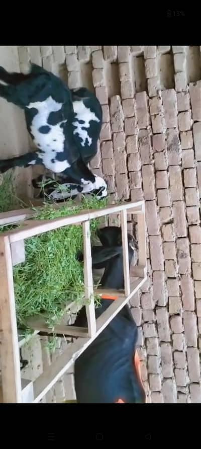 piuer dasi ambarsari bakri our 2 male bachay
