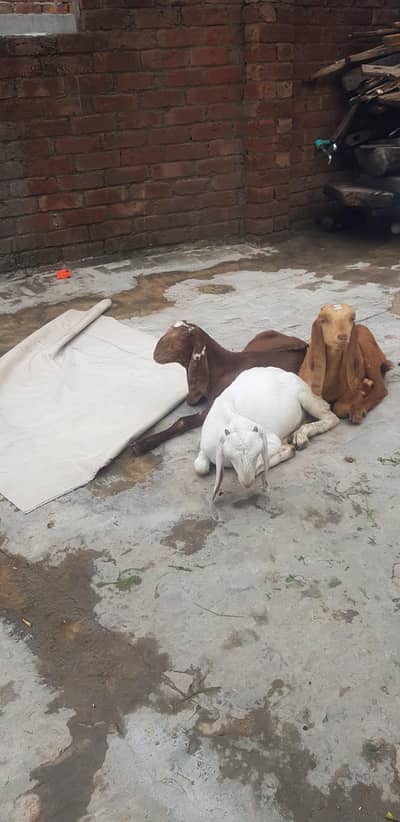 bakri k buchy