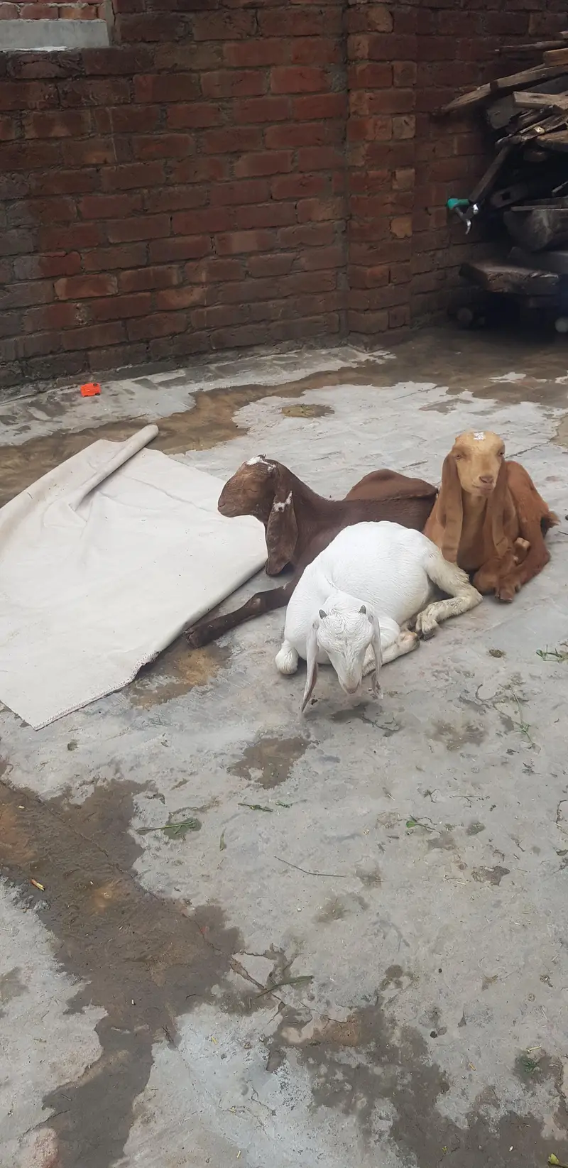 bakri k buchy