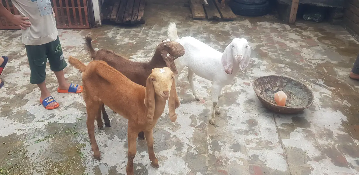 bakri k buchy — photo 2