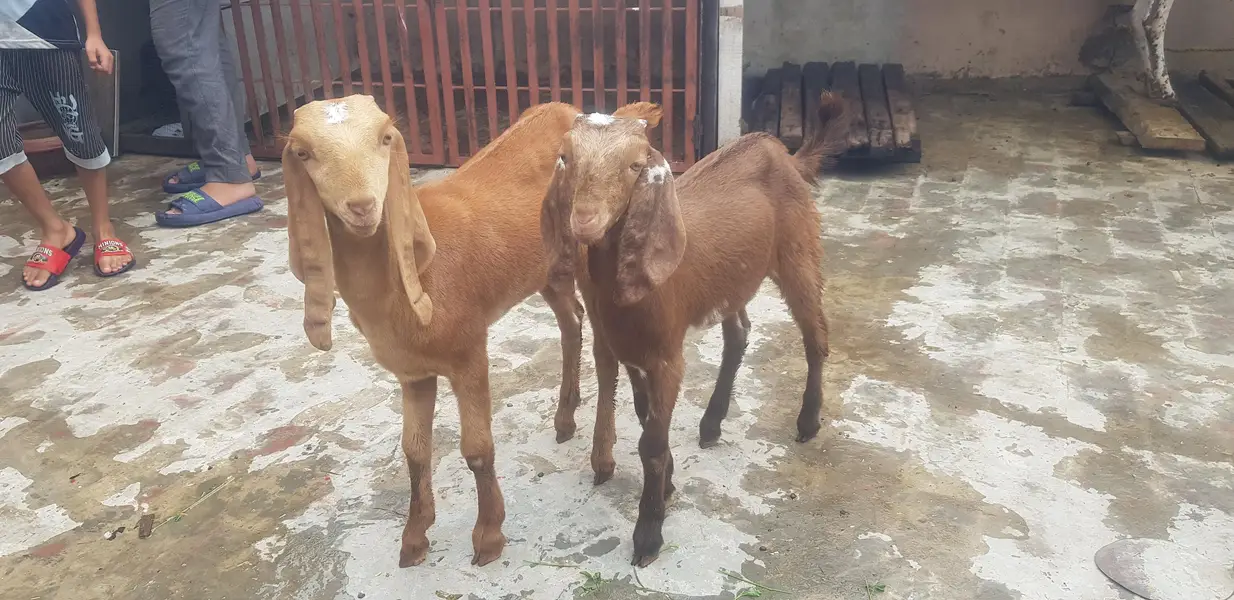 bakri k buchy — photo 3