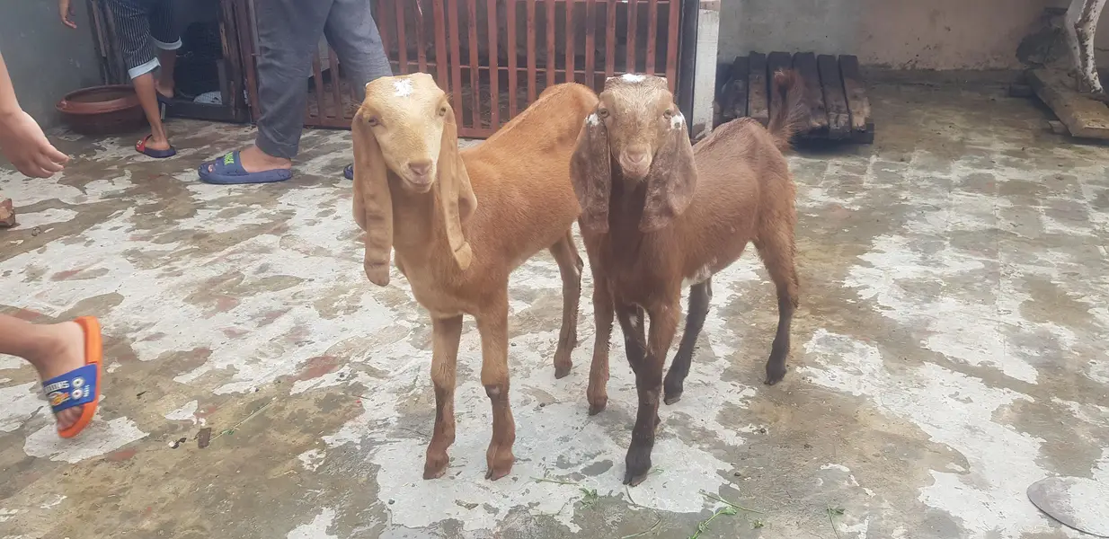 bakri k buchy — photo 4