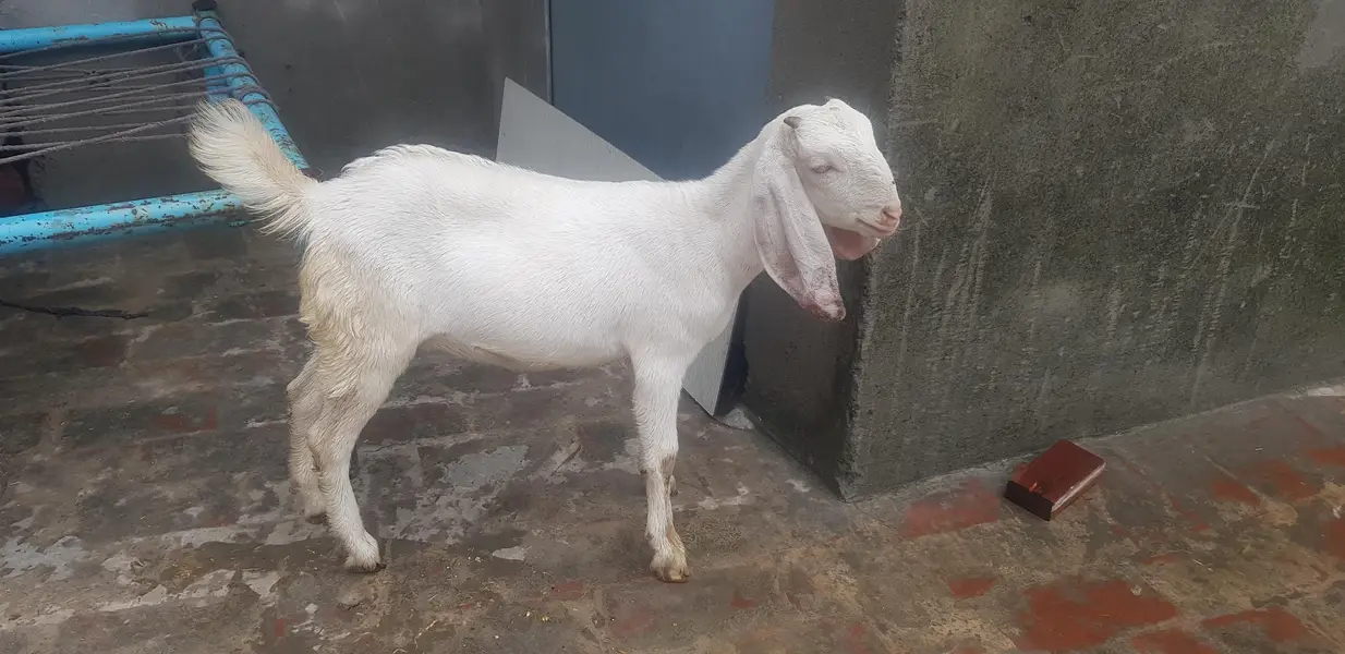 bakri k buchy — photo 5