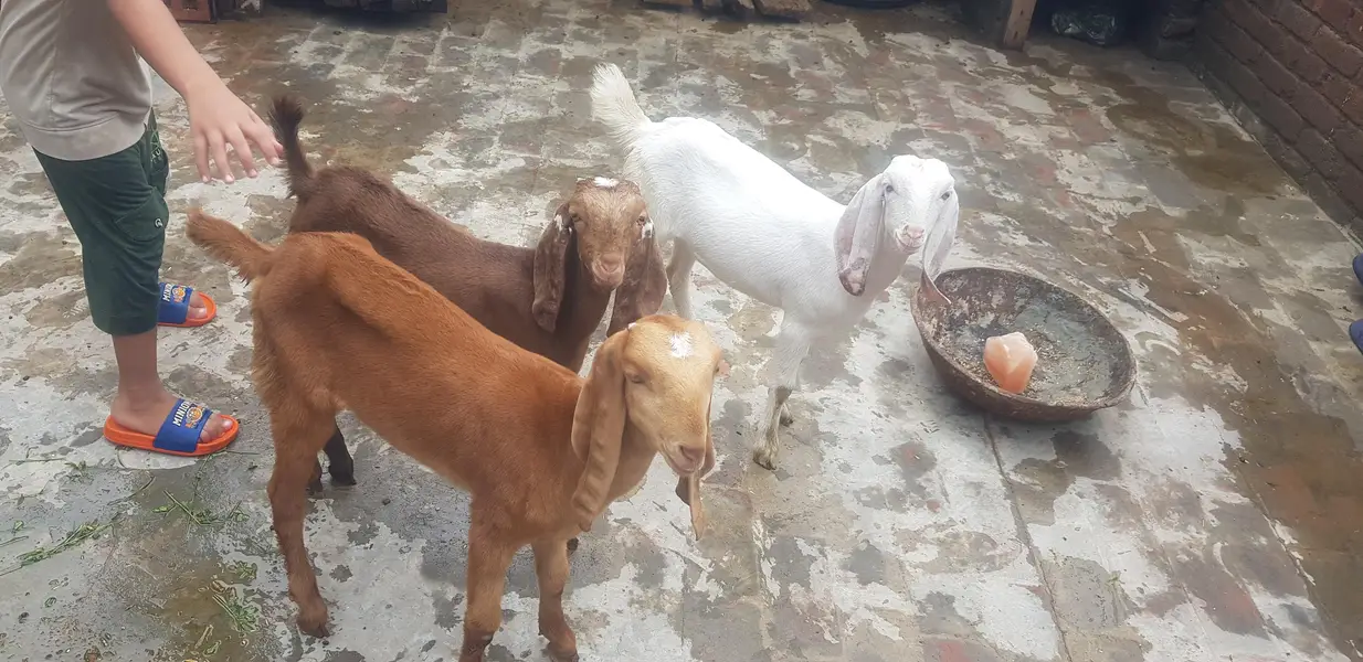 bakri k buchy — photo 6