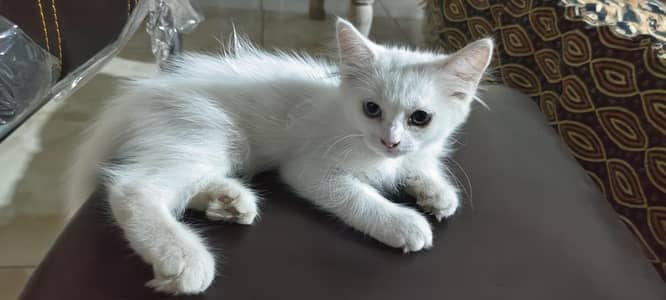 person cat with blue ND green eyes