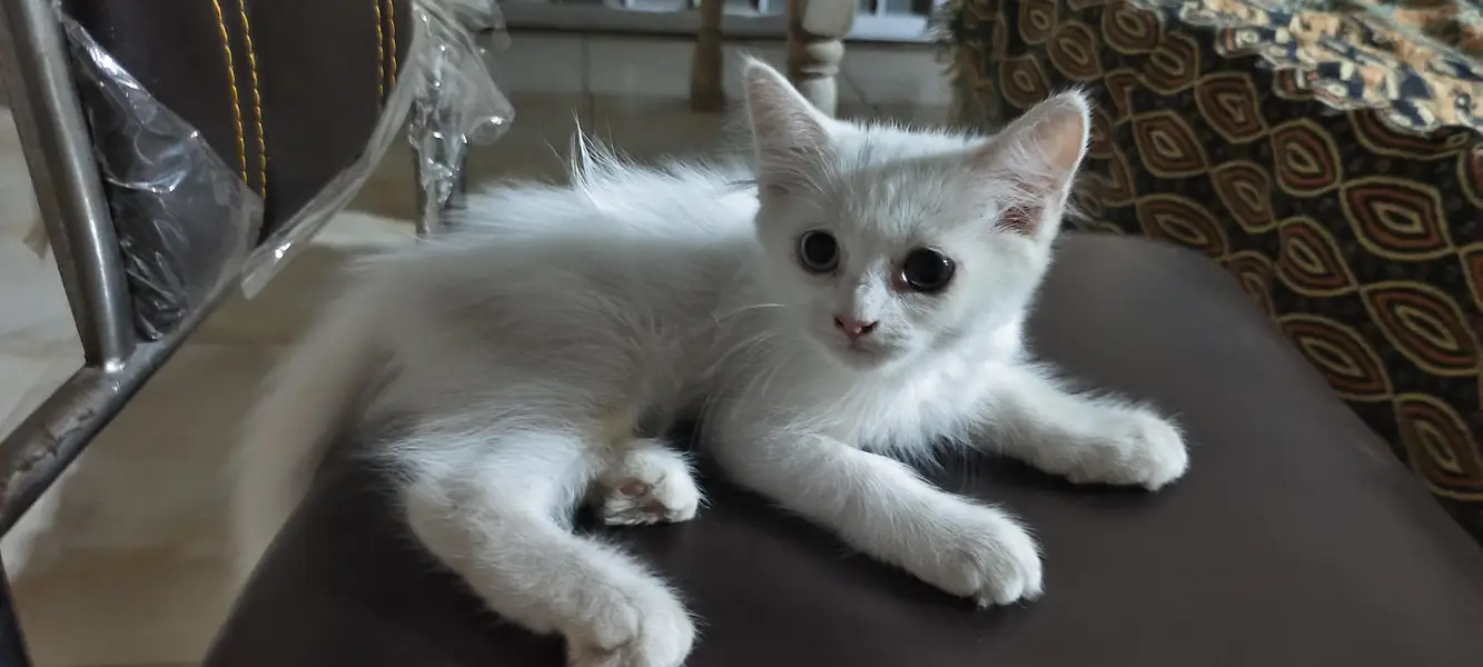 person cat with blue ND green eyes — photo 2