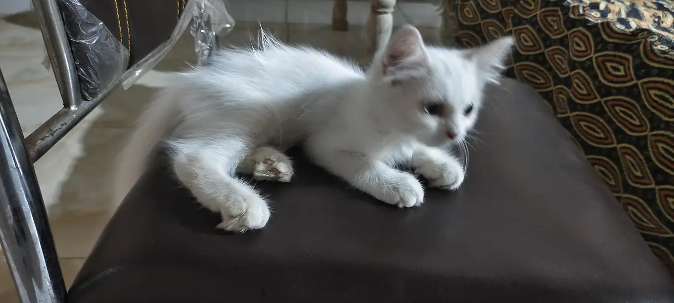 person cat with blue ND green eyes — photo 3