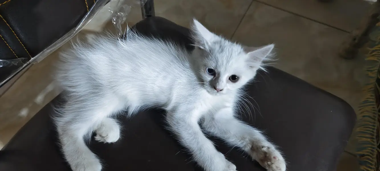 person cat with blue ND green eyes — photo 4