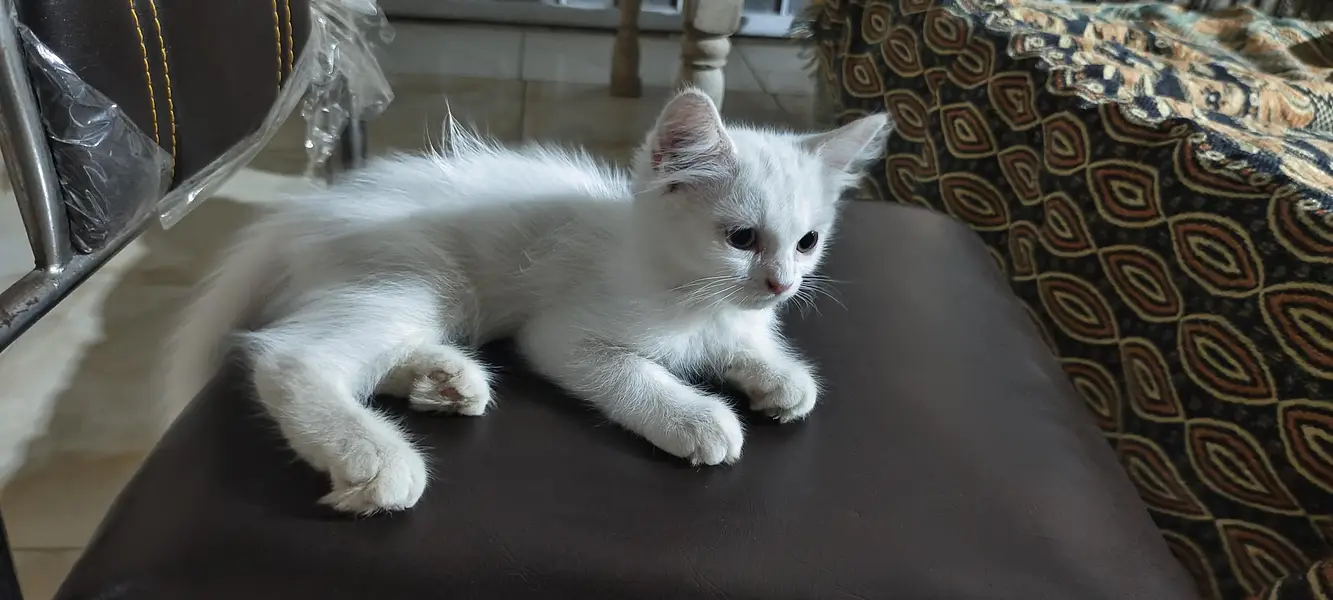 person cat with blue ND green eyes — photo 5