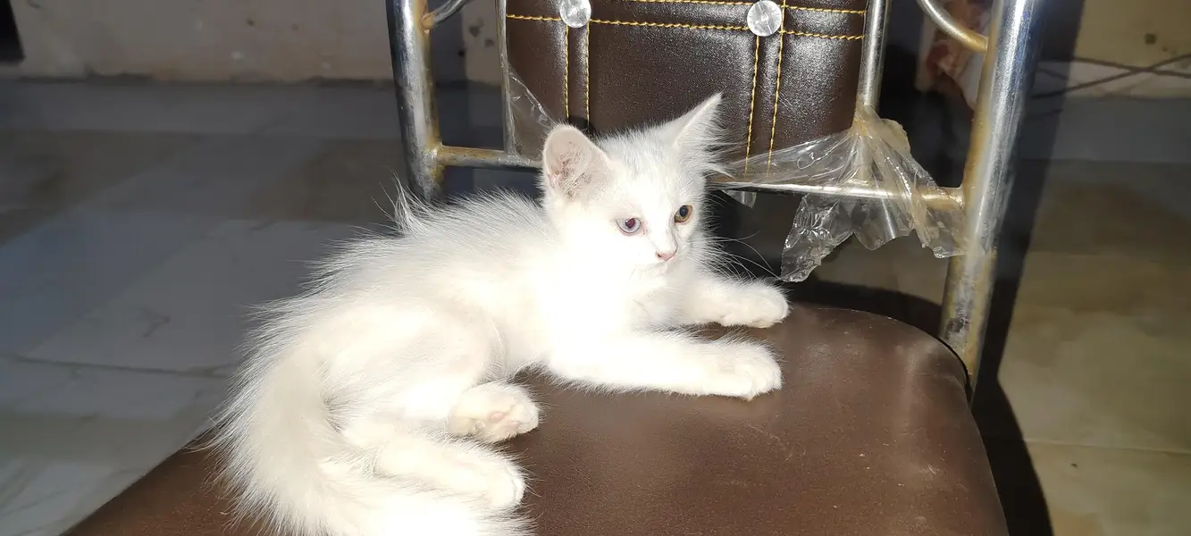person cat with blue ND green eyes — photo 6