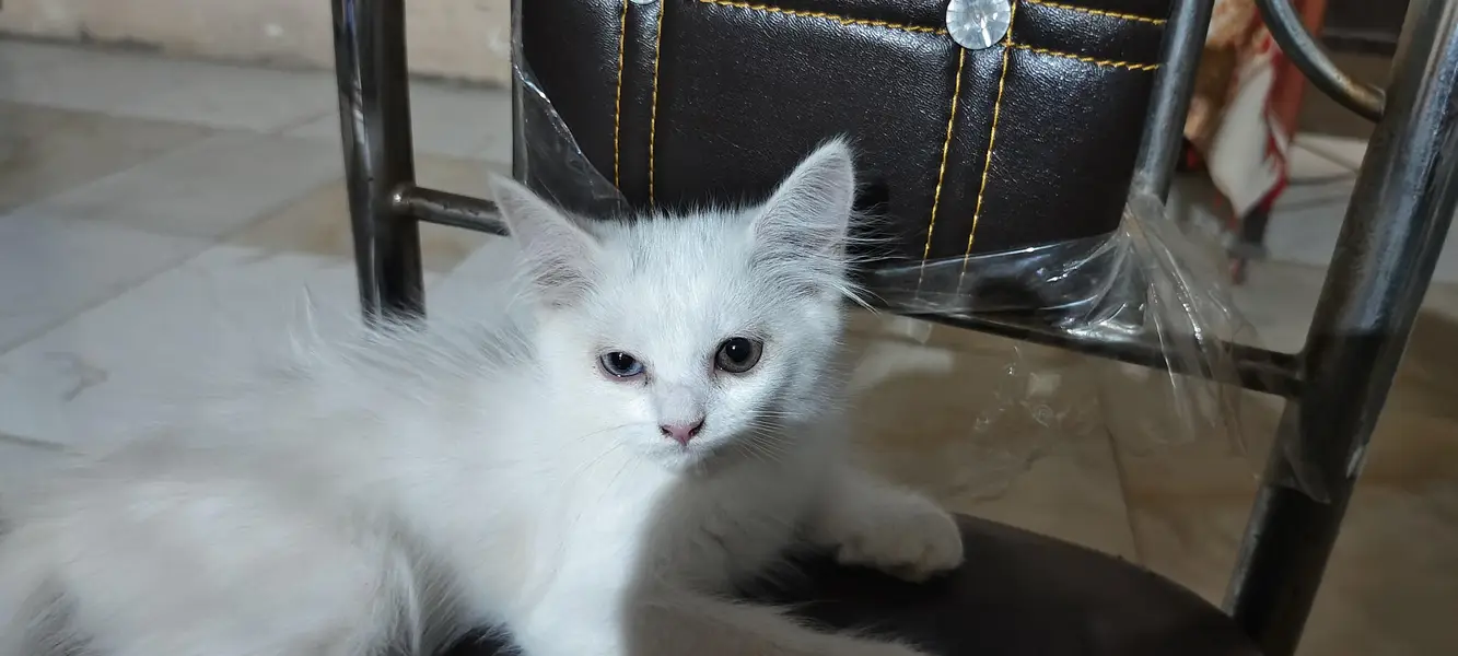 person cat with blue ND green eyes — photo 8