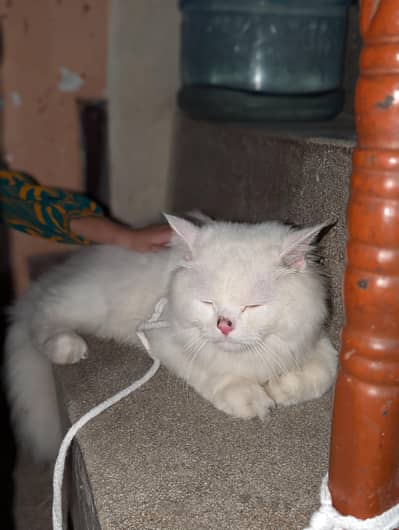 Persian cat