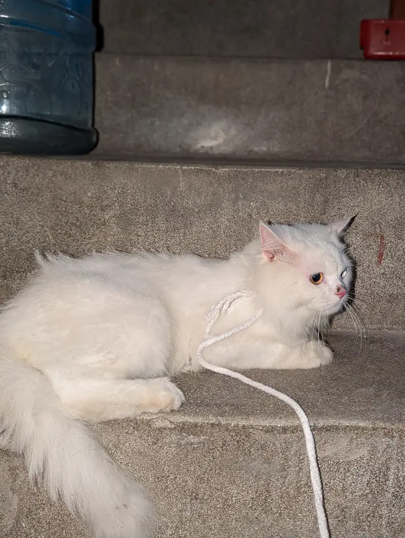 Persian cat — photo 2