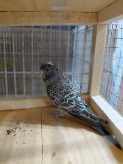 Split black face size working female.