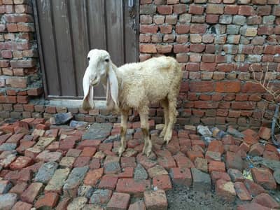 seep female for sale