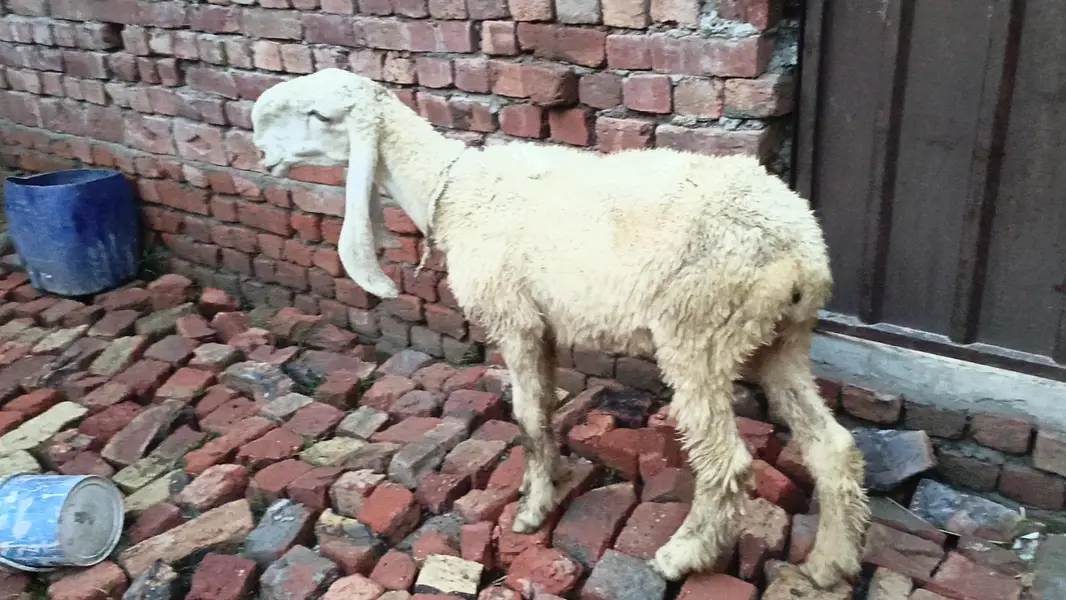 seep female for sale — photo 2