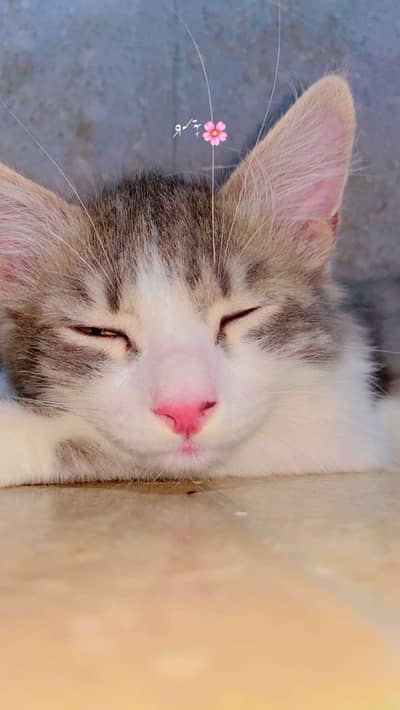Parison cat gray and white hair colour
