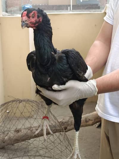 Shamoo/hen/female/murgi/eggs laying