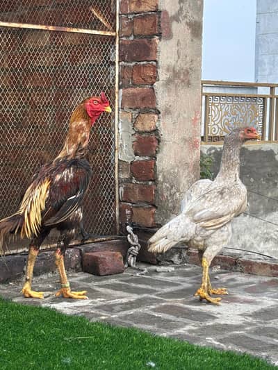 High quality Aseel pair