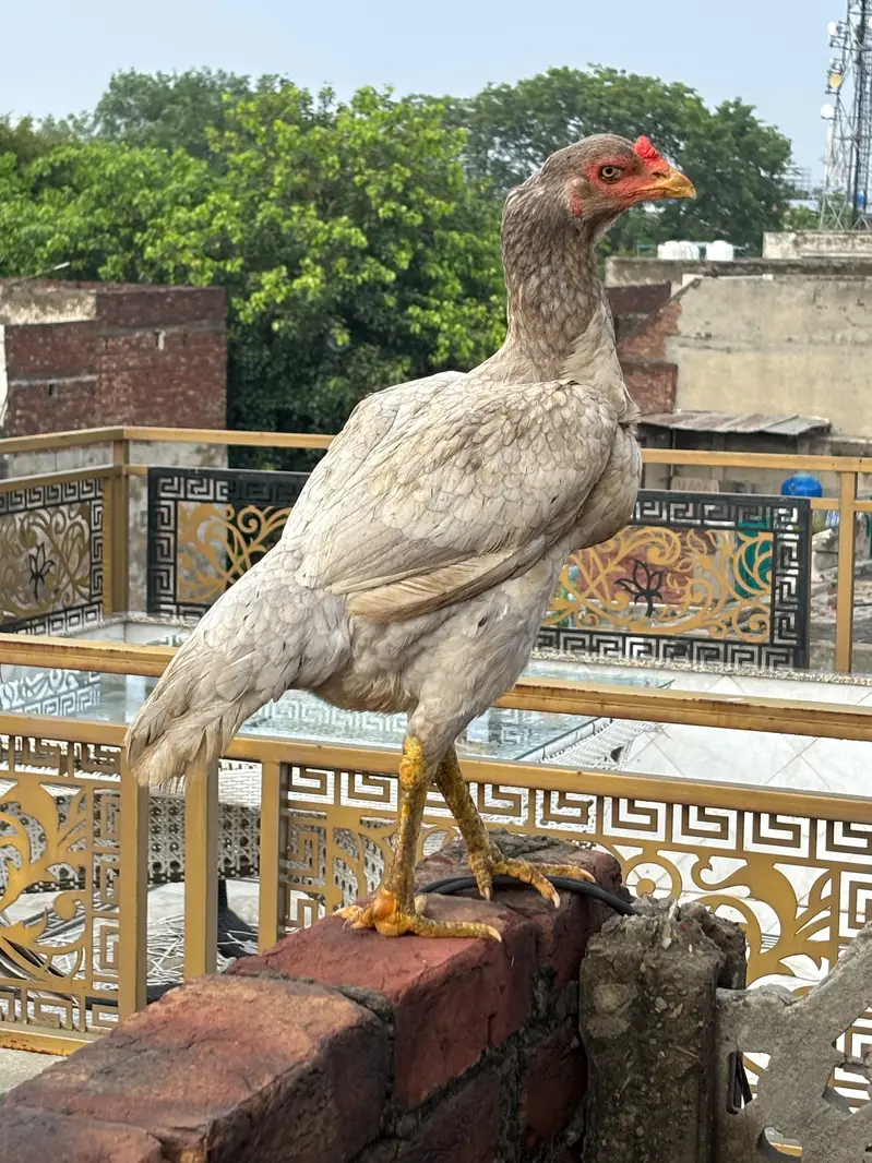High quality Aseel pair — photo 3