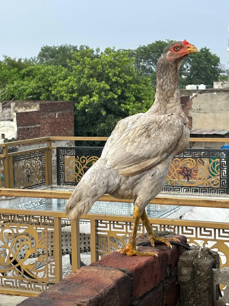 High quality Aseel pair — photo 4