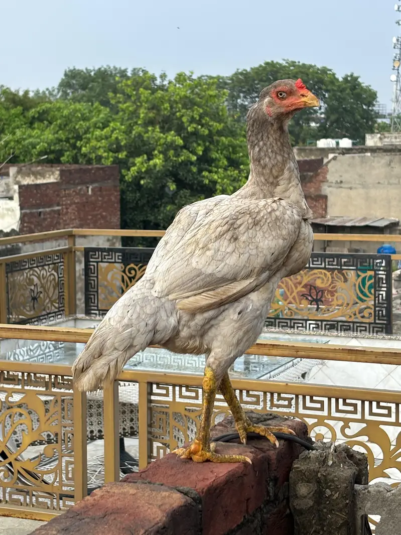 High quality Aseel pair — photo 6