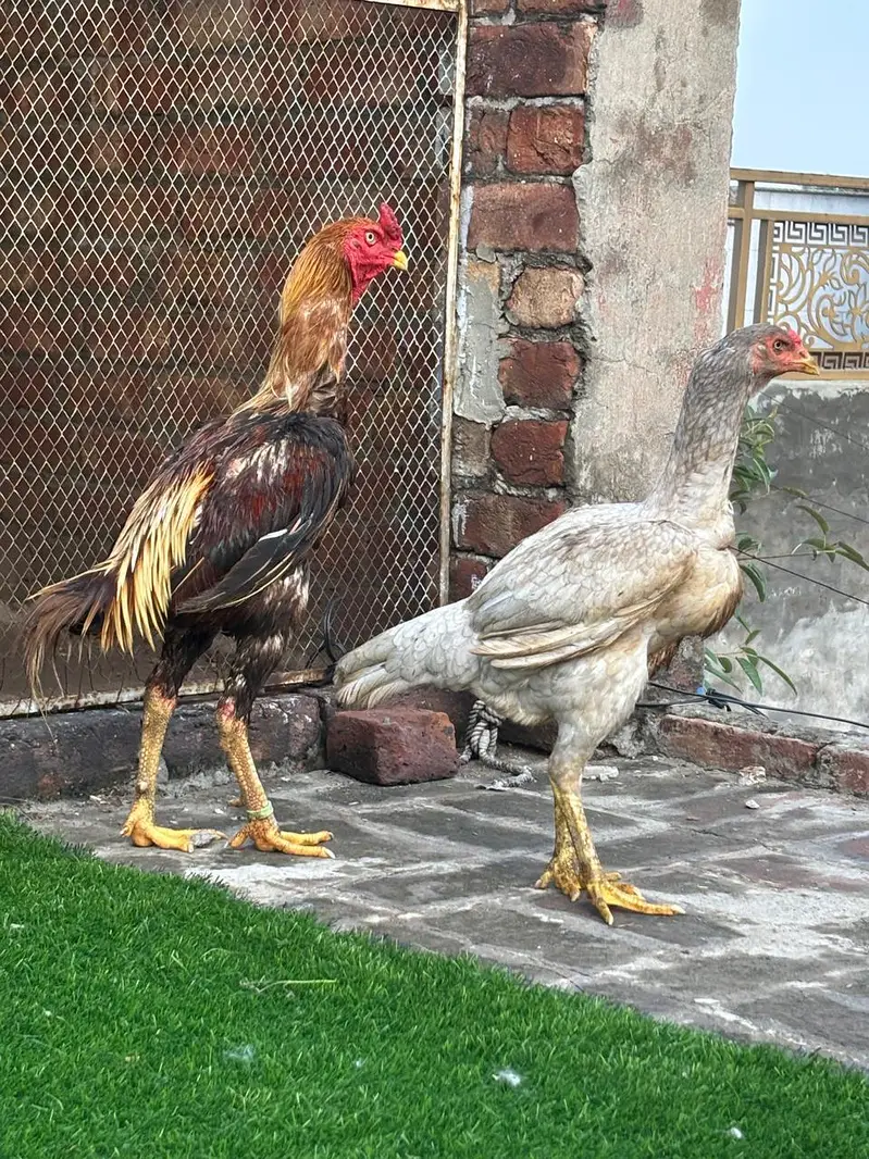 High quality Aseel pair — photo 7