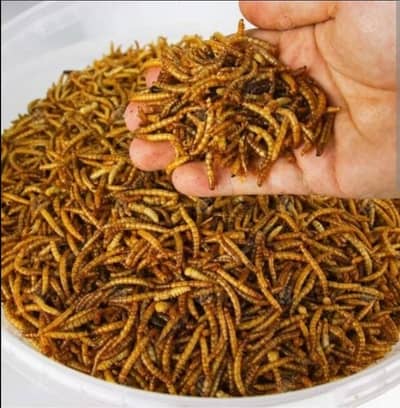 URGENT SALE: Live Mealworms 50-60KG | Rs. 2000/KG - 75% OFF!