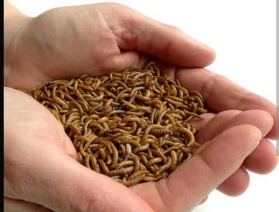  STOCK CLEARANCE: 50-60KG Live Mealworms @ Rs 2000/KG Only