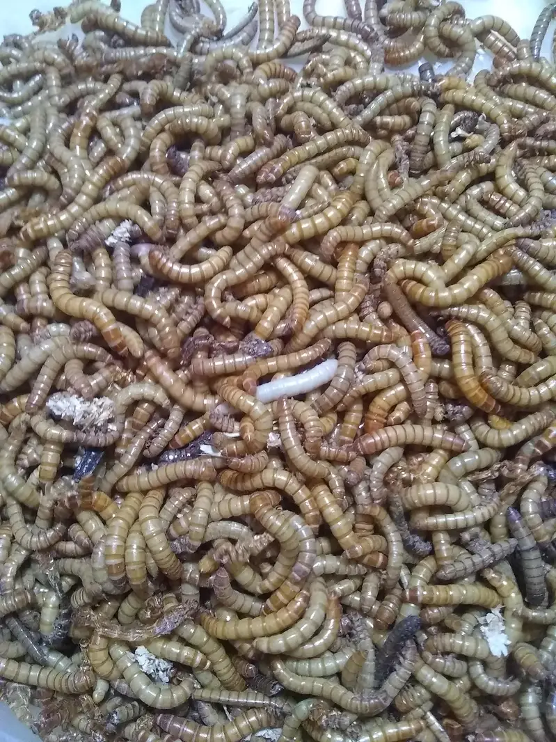  STOCK CLEARANCE: 50-60KG Live Mealworms @ Rs 2000/KG Only — photo 3